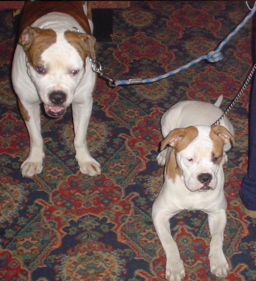 Two Dogs In A Pub - 23 DEC 2004